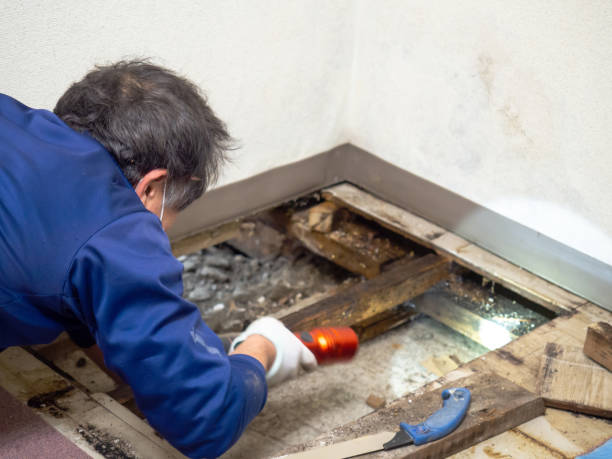 Best Commercial Mold Removal  in Oceano, CA