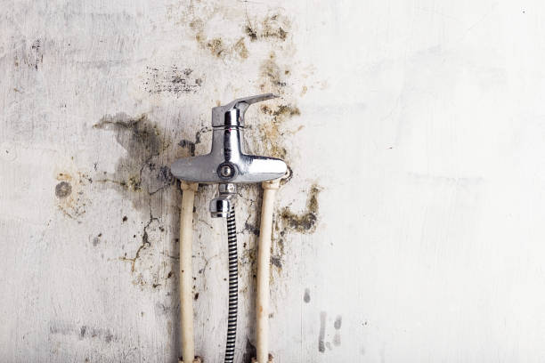 Best Best Mold Removal Companies  in Oceano, CA