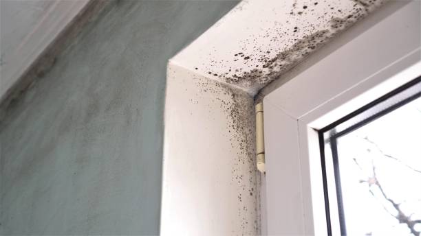 Best Professional Mold Removal  in Oceano, CA
