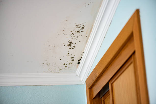 Best Certified Mold Removal  in Oceano, CA