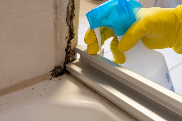 Mold Testing and Removal in Oceano, CA