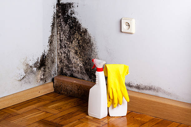 Best Toxic Mold Removal  in Oceano, CA