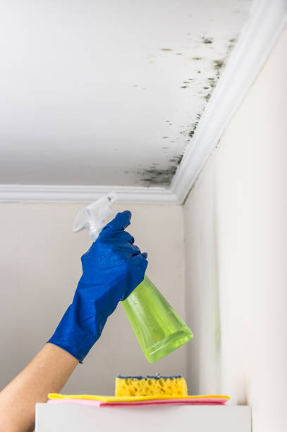 Best Residential Mold Removal  in Oceano, CA